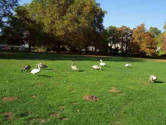 Enten aus der Ferne - der Park ist sehr weitläufig, es gibt außerdem auch Eichhörnchen, doch davon habe ich leider nur schlechte Fotos