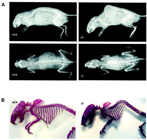 Ratten-Kyphose.jpg
